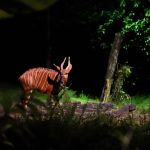 سفاري الليلية ٢