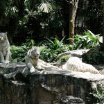 سفاري الليلية ٣