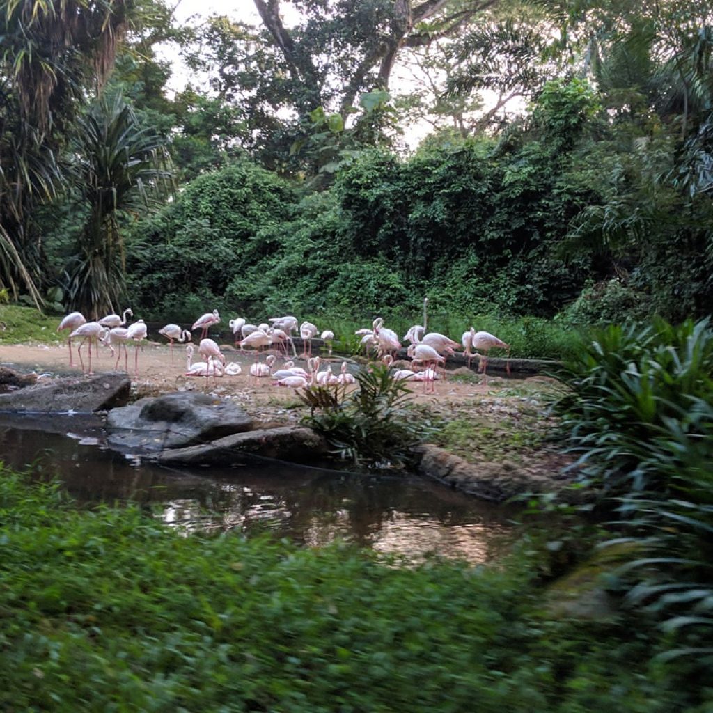 سفاري الليلية