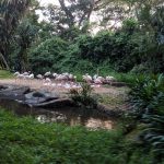 سفاري الليلية ٥