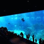 حديقة سي اي اه المائية ٤