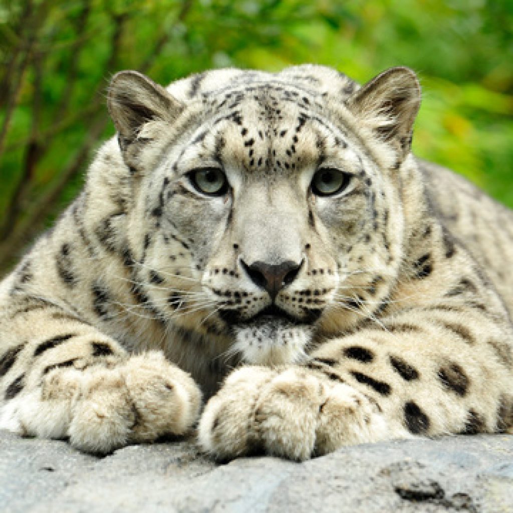 سينترال بارك زوو