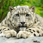 سينترال بارك زوو