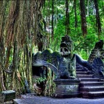 غابة القرود المقدسة (1)