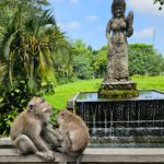 غابة القرود المقدسة (2)