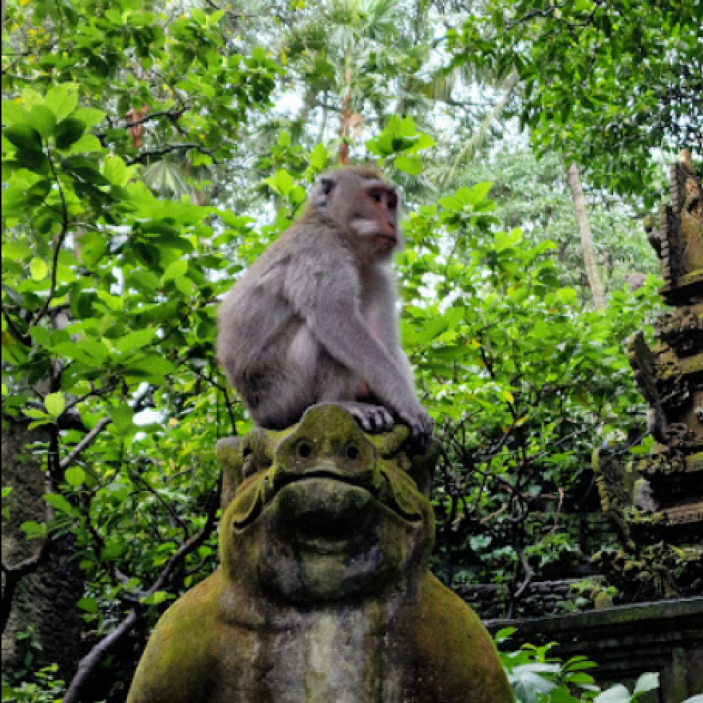 غابة القرود المقدسة