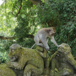 غابة القرود المقدسة (7)