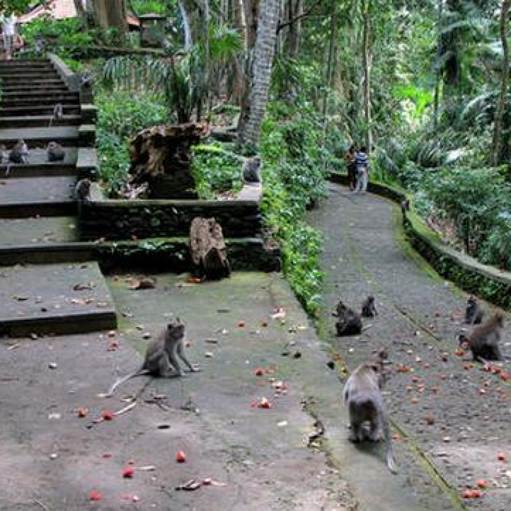 غابة القرود المقدسة (8)