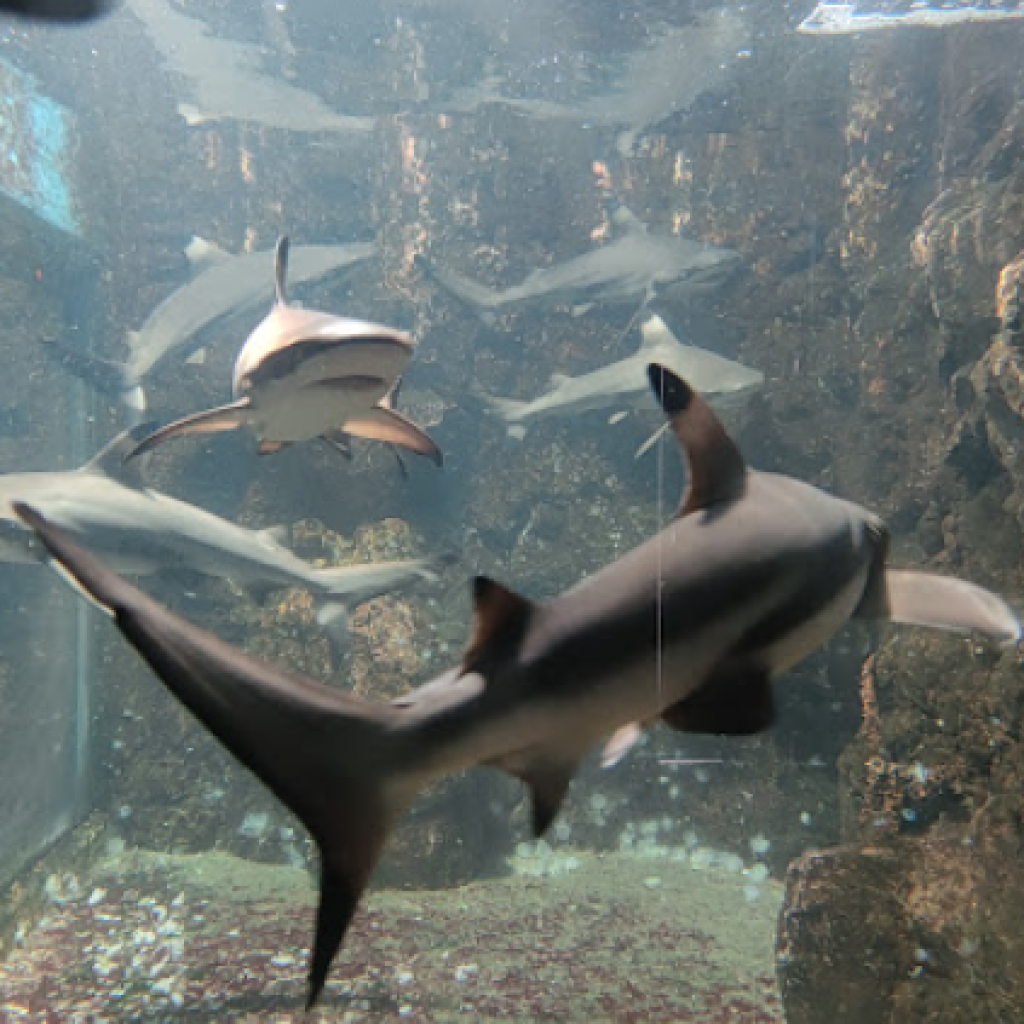 حوض السمك بوكيت - بوكيت اكووريم ٢