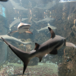 حوض السمك بوكيت - بوكيت اكووريم ٢