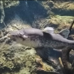 حوض السمك بوكيت - بوكيت اكووريم ٣