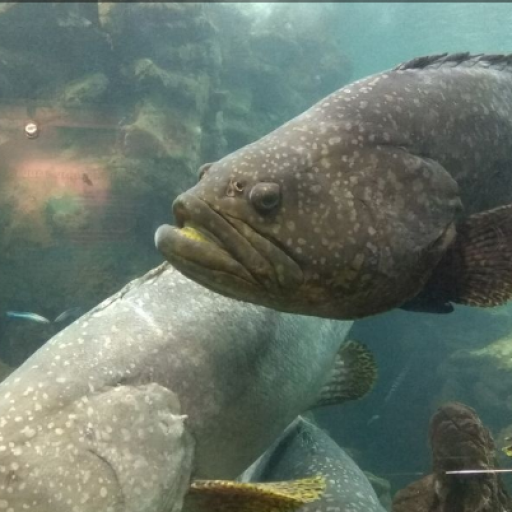 حوض السمك بوكيت - بوكيت اكووريم ٥