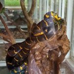 فوكيت كوبرا ومزرعة الثعابين