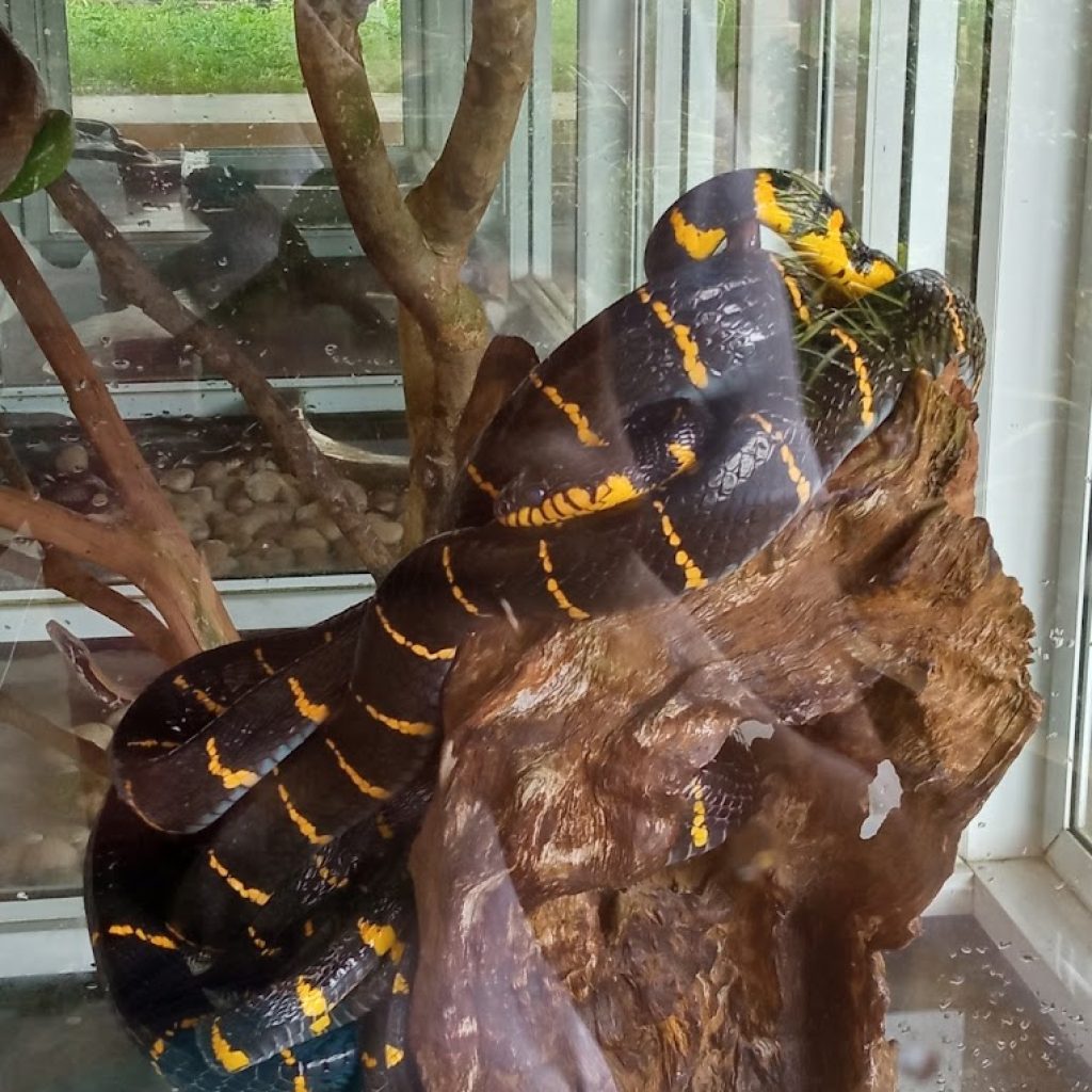 فوكيت كوبرا ومزرعة الثعابين