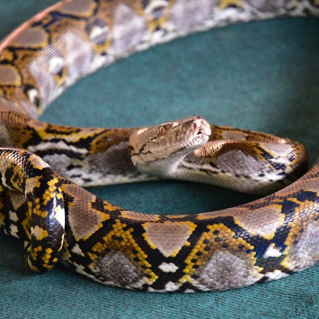 فوكيت كوبرا ومزرعة الثعابين ٢