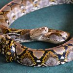 فوكيت كوبرا ومزرعة الثعابين ٢