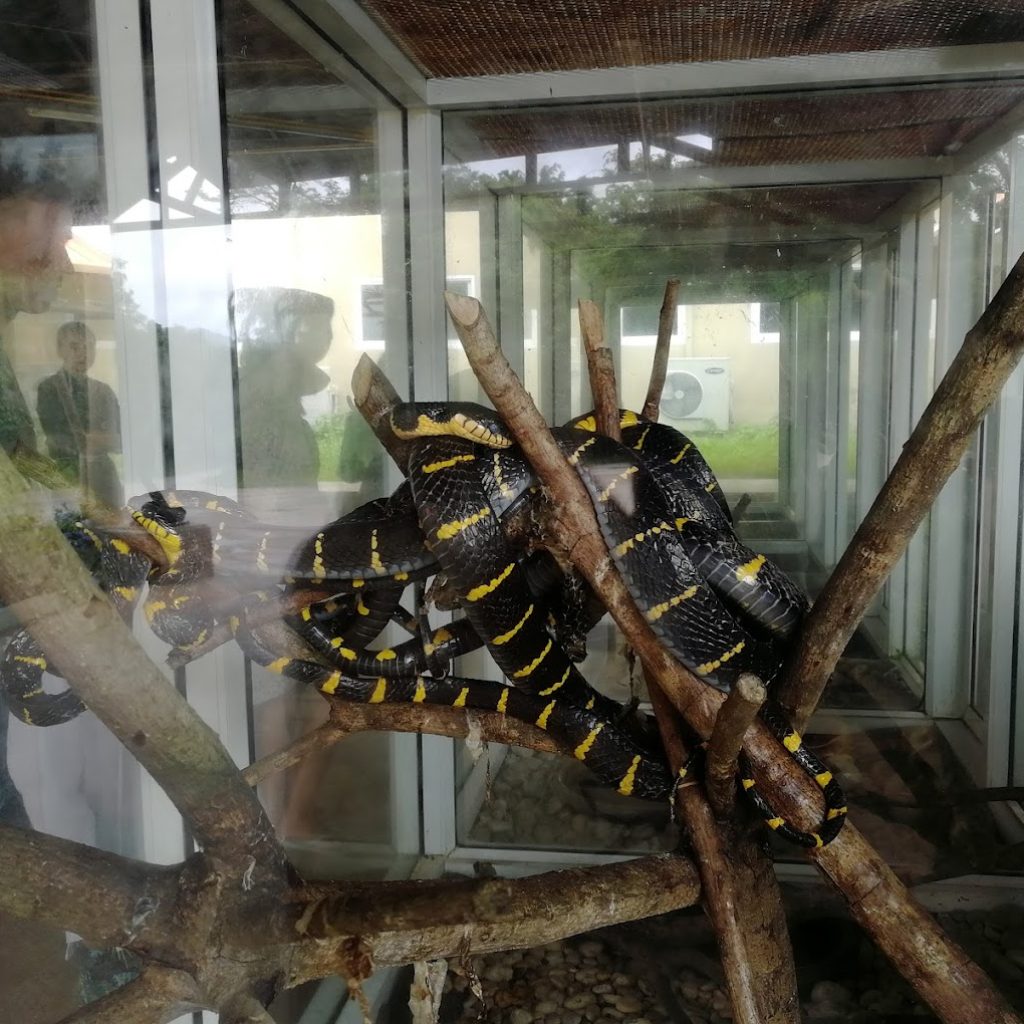 فوكيت كوبرا ومزرعة الثعابين ٣