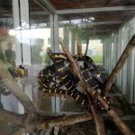 فوكيت كوبرا ومزرعة الثعابين ٣