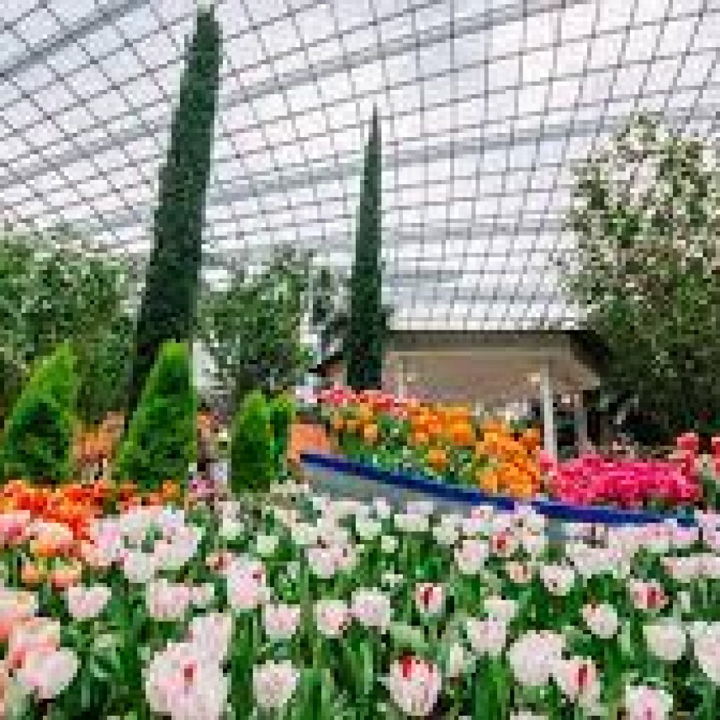 قبة الزهرة ٢