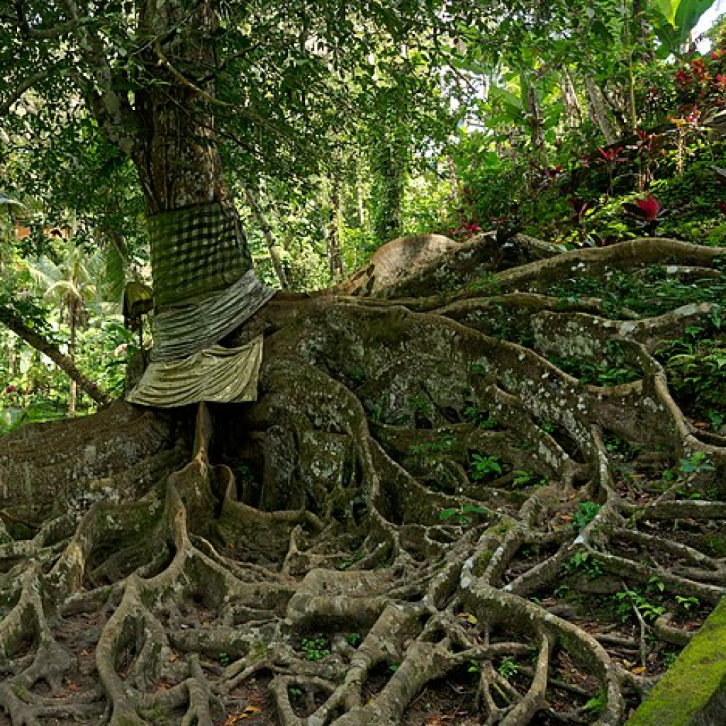 كهف غوا جاجاه (1)