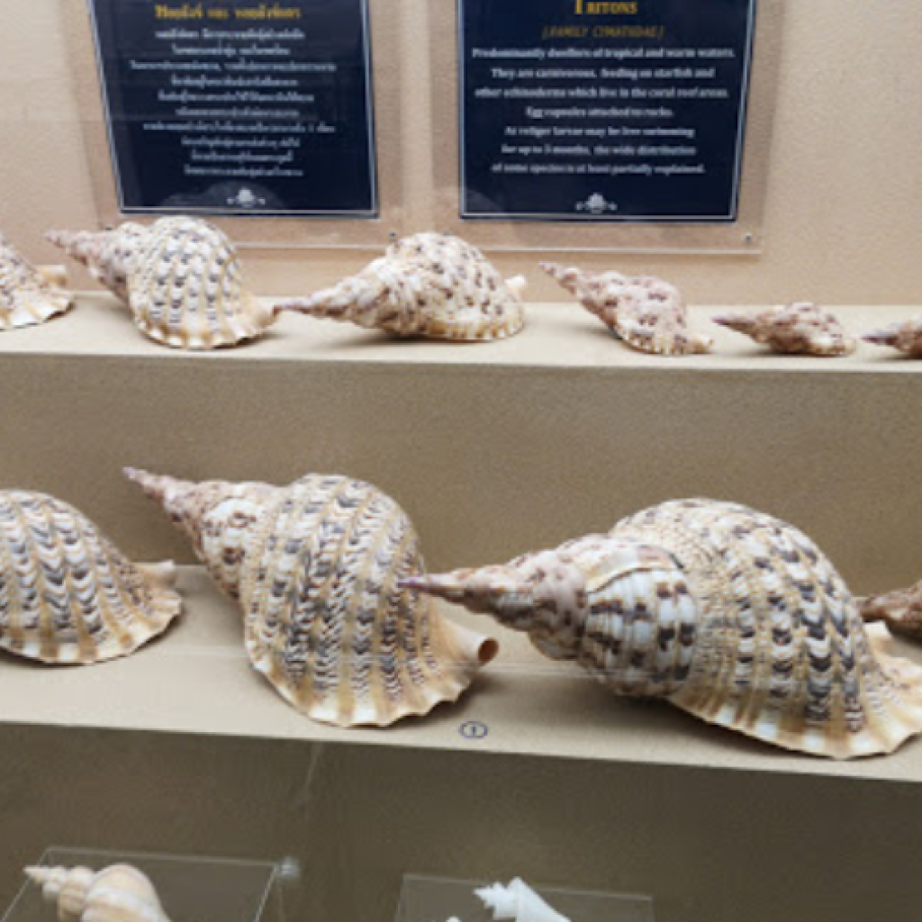 متحف بوكيت سيشل