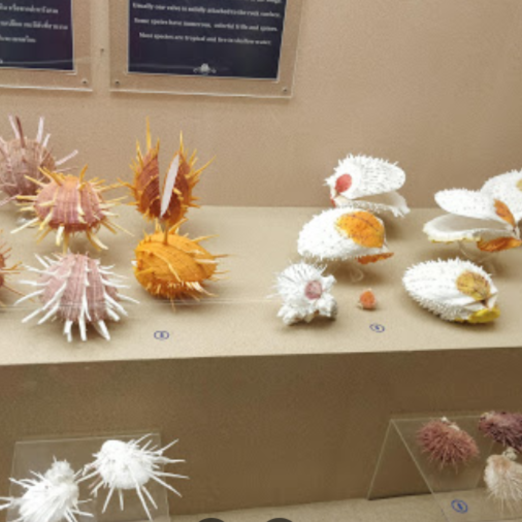 متحف بوكيت سيشل ١