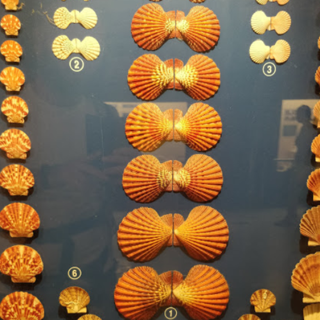 متحف بوكيت سيشل ٢