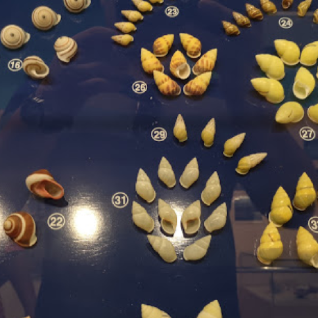 متحف بوكيت سيشل ٤