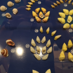 متحف بوكيت سيشل ٤