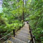 محمية بوكيت تيماه الطبيعية ٦