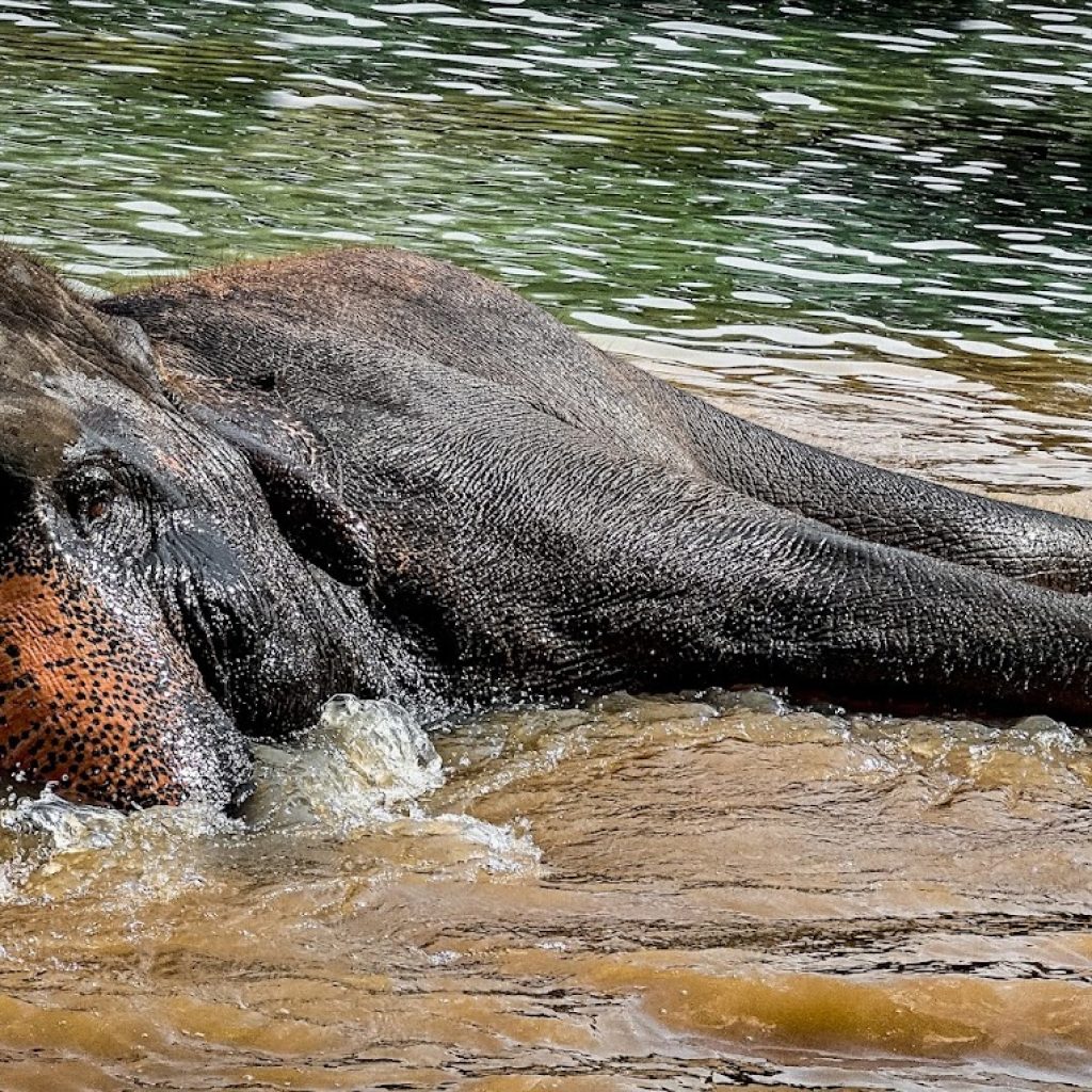 محمية جرين اليفانت