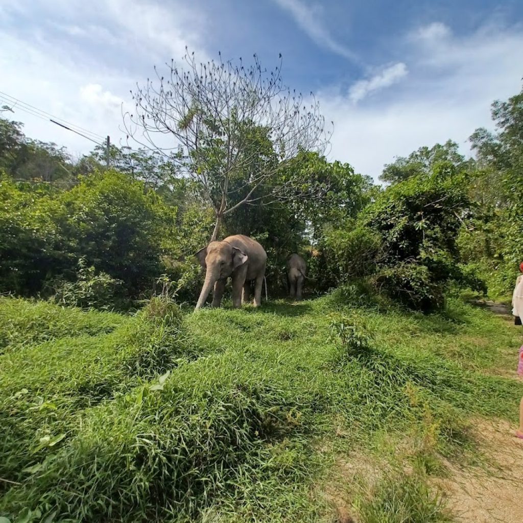 محمية جرين اليفانت ١