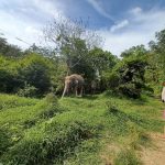 محمية جرين اليفانت ١