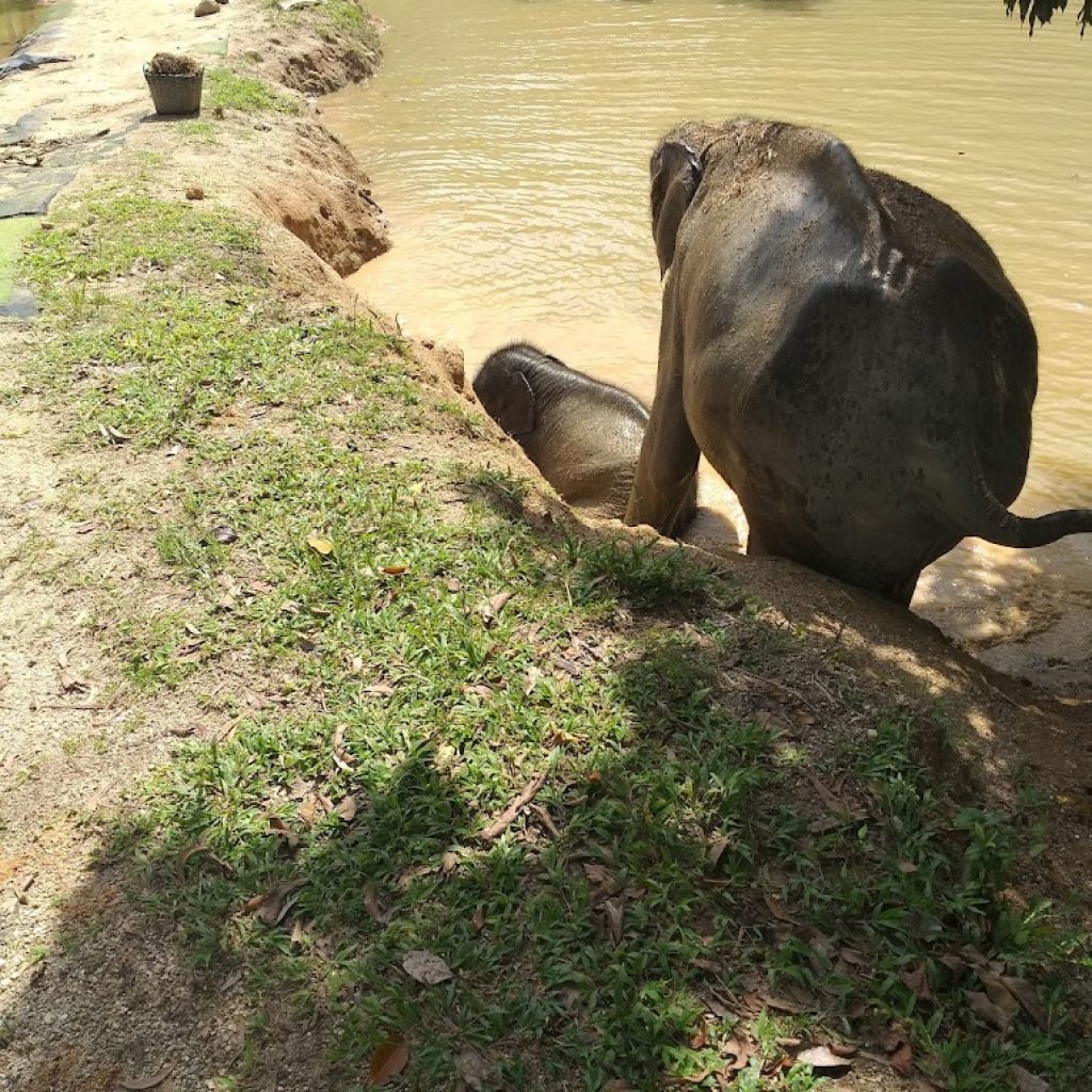 محمية جرين اليفانت ٣