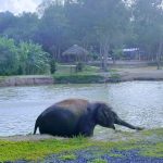 محمية جرين اليفانت ٤