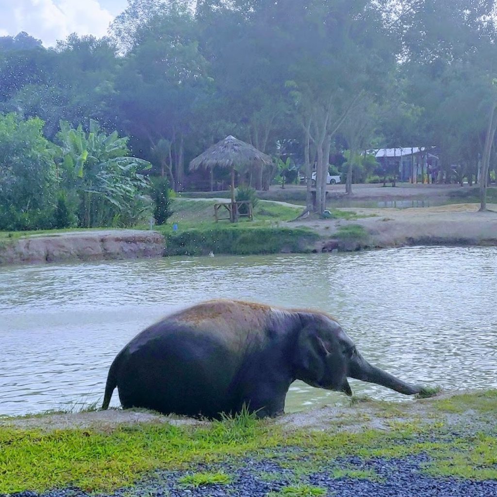محمية جرين اليفانت