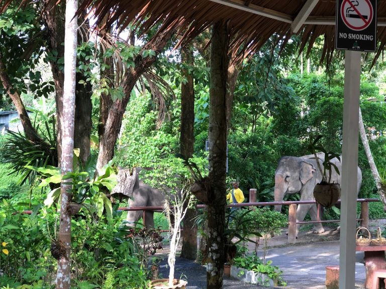 أهم حدائق الحيوان في جزيرة فوكيت