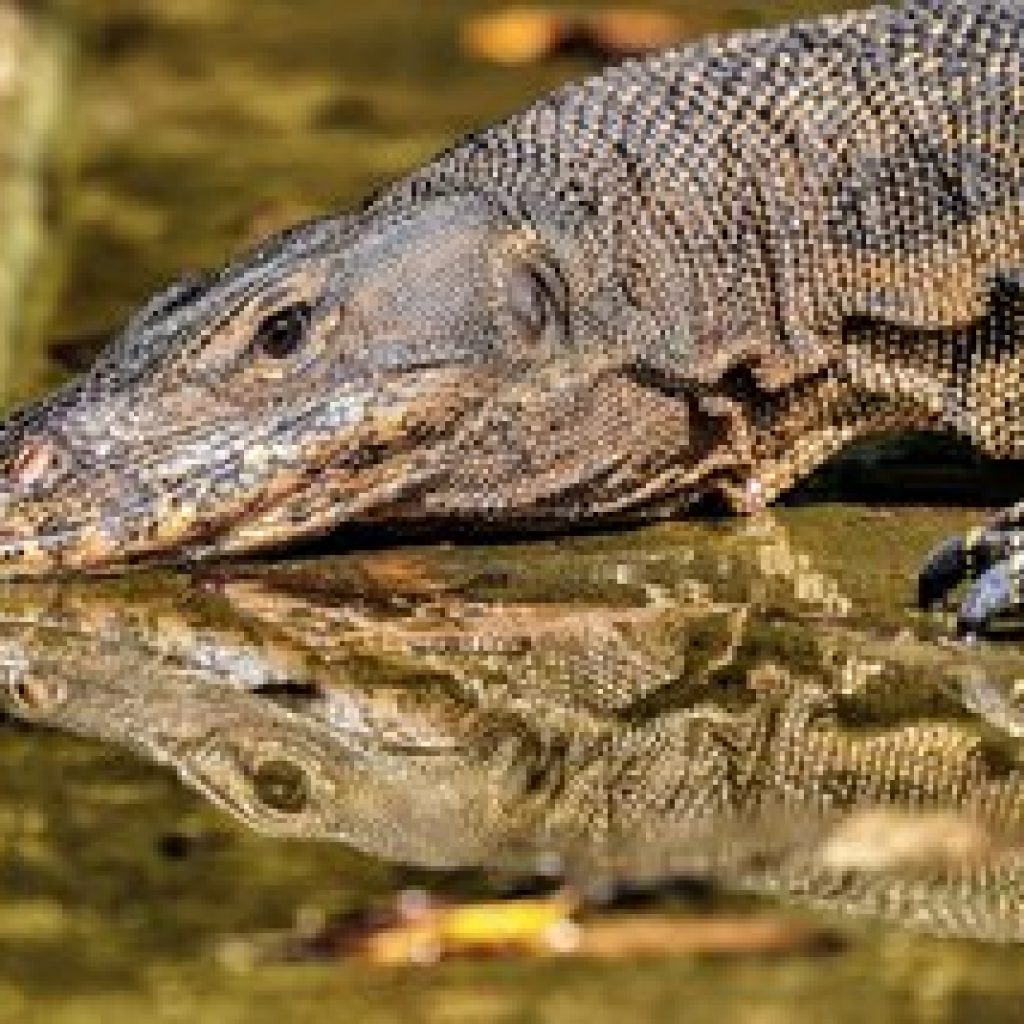 محمية سونجي بولوه للأراضي الرطبة ١