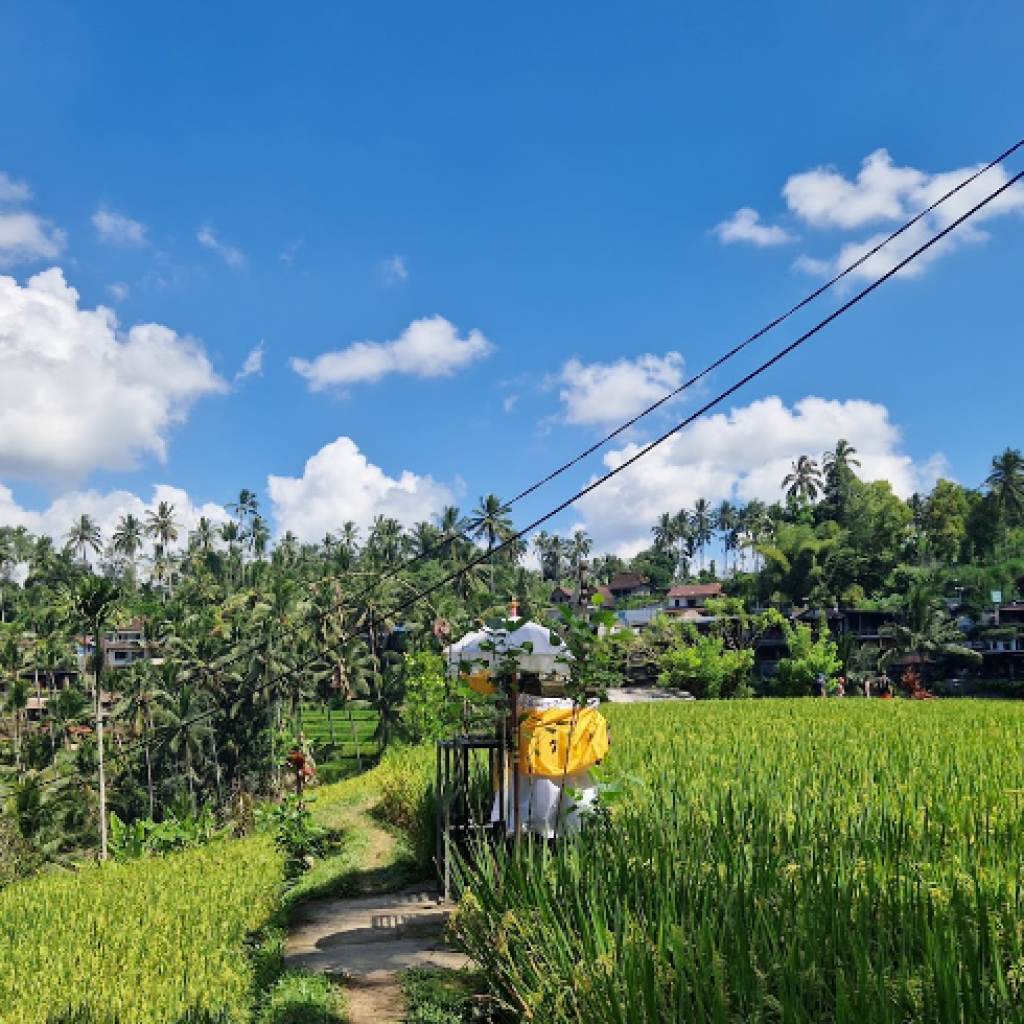 مصاطب أرز تيجالالانج (1)