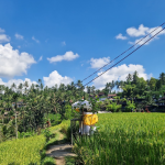 مصاطب أرز تيجالالانج (1)