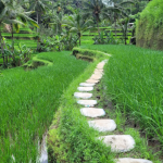 مصاطب أرز تيجالالانج (2)