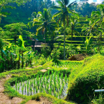 مصاطب أرز تيجالالانج (4)