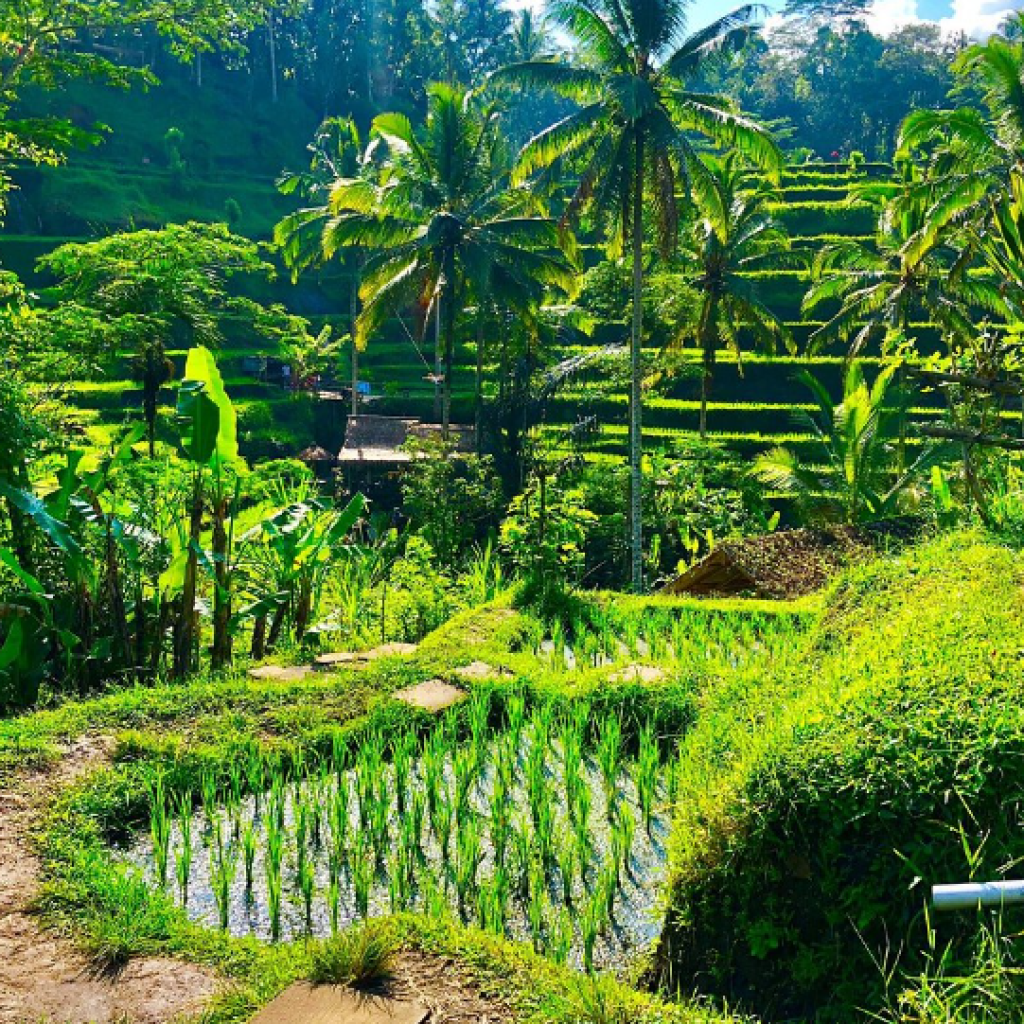 أهم الحدائق  في جزيرة بالي