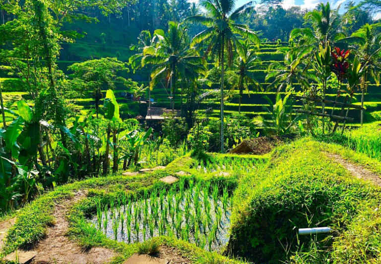 أهم الحدائق  في جزيرة بالي