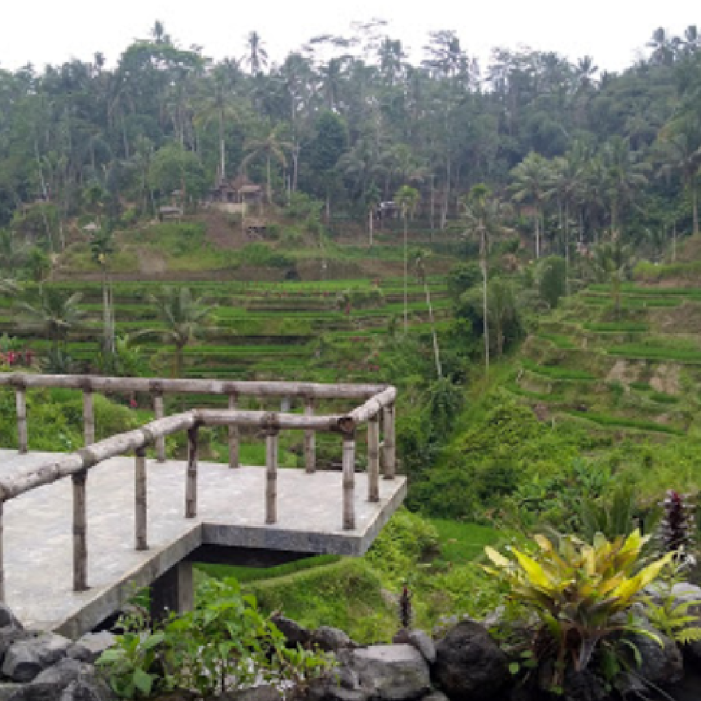 مصاطب أرز تيجالالانج (5)