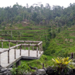 مصاطب أرز تيجالالانج (5)