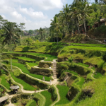 مصاطب أرز تيجالالانج (6)