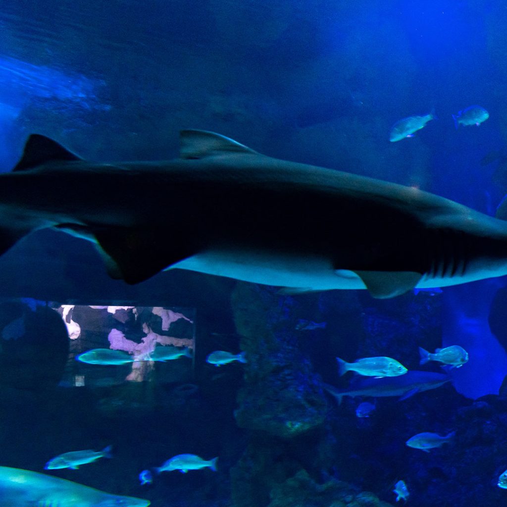 نيويورك أكواريوم ٤