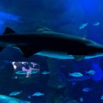 نيويورك أكواريوم ٤