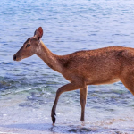 ويست بالي الوطنية (5)